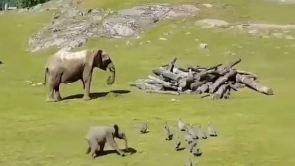 A video of a baby elephant is going viral on social media A video of a baby elephant is going viral on social media