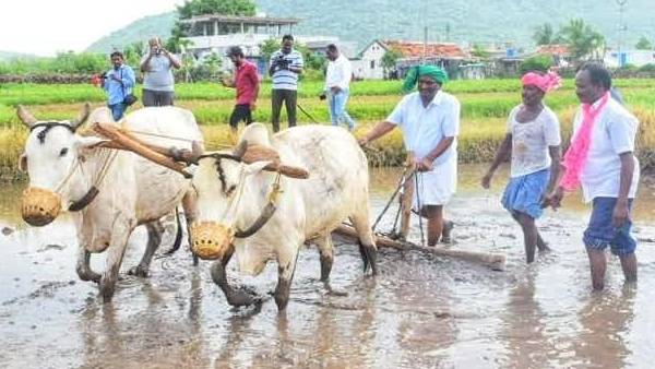 బొమ్మారెడ్డిపల్లిలో పొలం పనుల్లో పాల్గొన్న మంత్రి కొప్పుల 