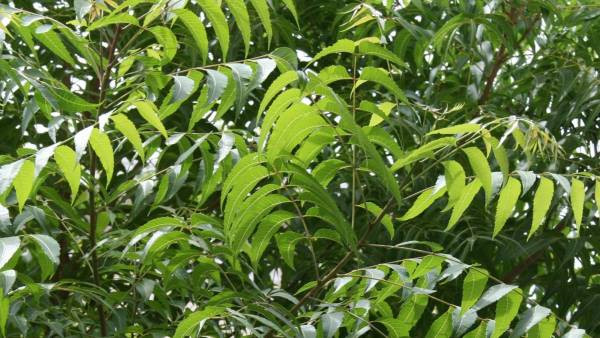 అసిడిటీ అసిడిటీ