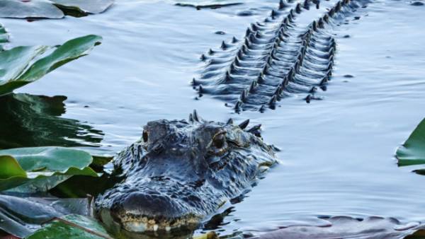  స్టాక్ మార్కెట్ పై నమ్మకం..