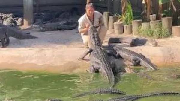 మొసళ్ల సమూహం..