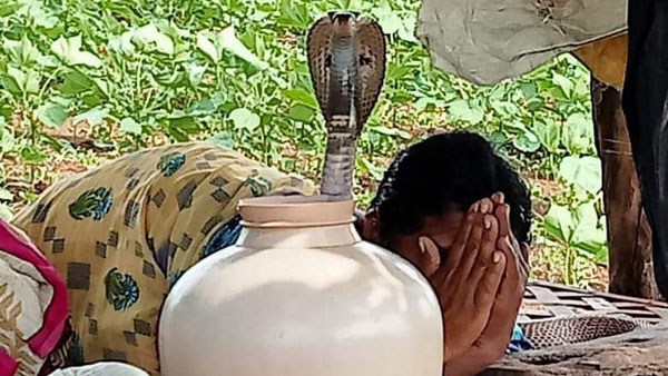 A video of a cobra on a woman is going viral on social media A video of a cobra on a woman is going viral on social media