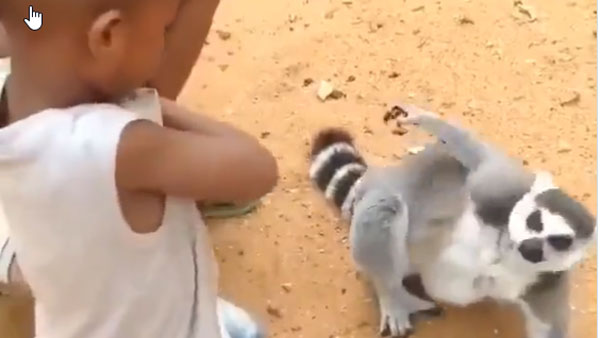 ఇంకా గోకు.. బాగా గోకండి అంటూ పిల్లలతో లెమర్