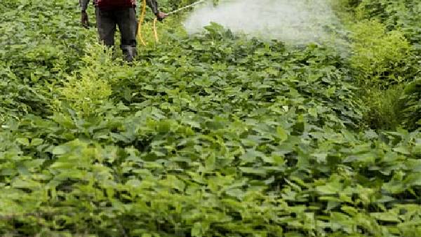  కూల్ డ్రింక్ అనుకుని పురుగుల మందు తాగిన ఐదేళ్ళ చిన్నారి 