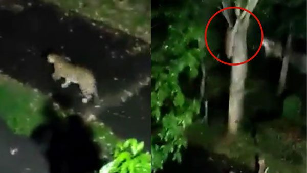 చెట్టు పైకి