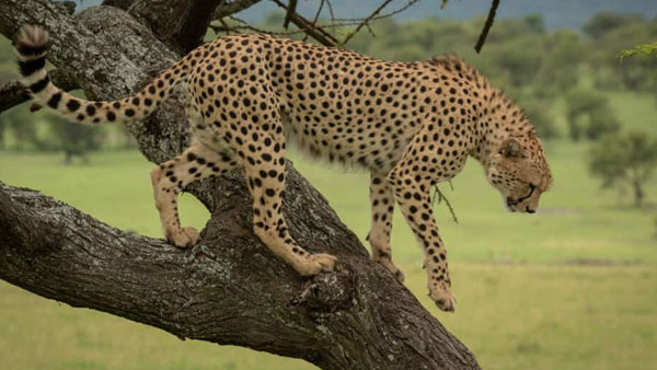 చిరుతకు ఆసక్తి లేదు