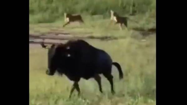 గంటకు 80 కి.లో మీటర్ల వేగం