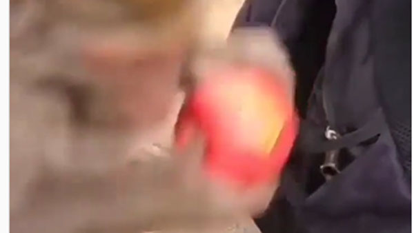 కోతులు ఎక్స్‌పర్ట్స్