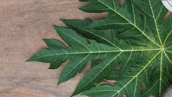 ఎంజైమ్‌లు