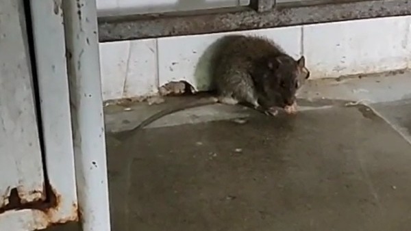 ఐసీయూ, ట్రామా కేర్ విభాగంలో గుంపులుగా తిరుగుతున్న ఎలుకలు.. 