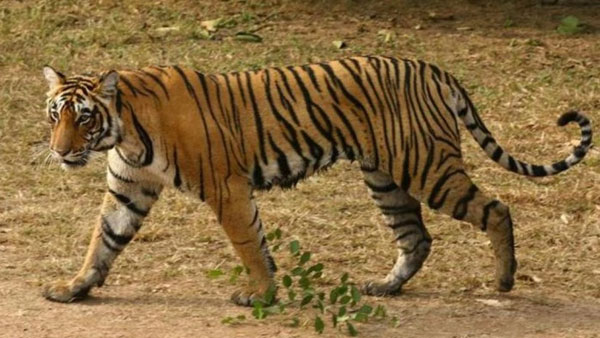 వారానికి ఒకసారి వారానికి ఒకసారి