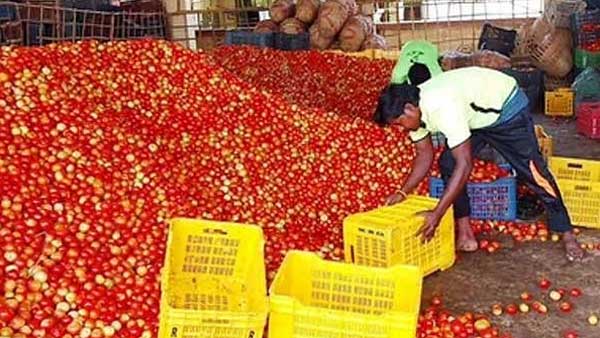 అనేక వ్యాధుల రిస్క్ ను తగ్గించటంలో టమాటాలకు ప్రత్యేక స్థానం