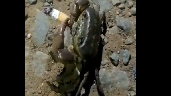 A video of a crab smoking a cigarette is going viral on social media A video of a crab smoking a cigarette is going viral on social media