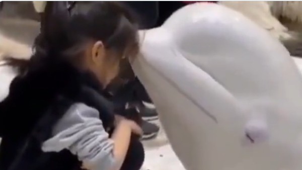 వీడియో వైరల్..