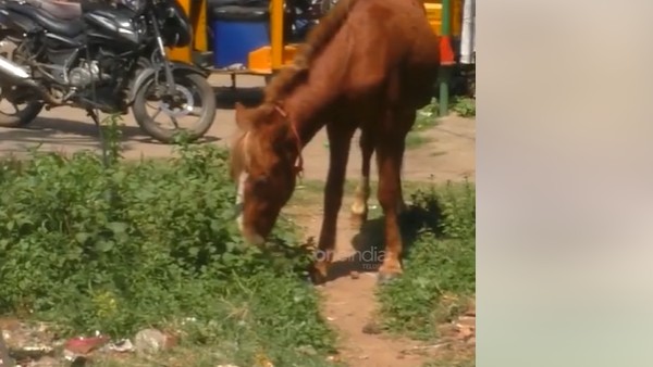 10కి పైగా గుర్రాలు..