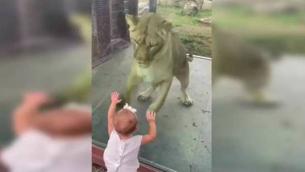 WATCH:Girl play with lion through glass window, video goes viral WATCH:Girl play with lion through glass window, video goes viral