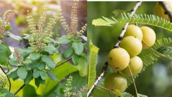 క్షీరాబ్ది ద్వాదశి నాడు ఉసిరి కొమ్మకూ, తులసి మొక్కకు వివాహం శ్రేష్టం క్షీరాబ్ది ద్వాదశి నాడు ఉసిరి కొమ్మకూ, తులసి మొక్కకు వివాహం శ్రేష్టం