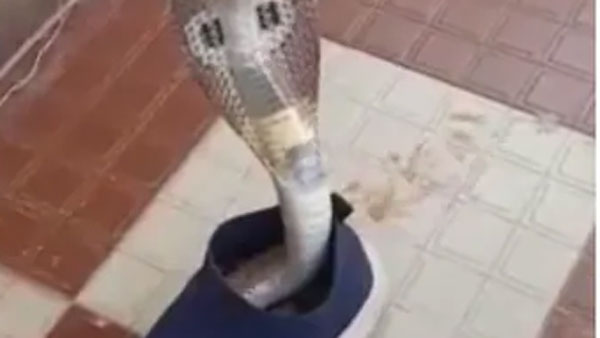 షూ క‌దిలించ‌గా