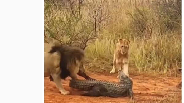 ఆక‌లితో ఉన్న‌ సింహాలు