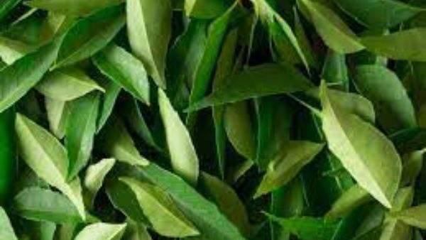 కరివేపాకు, వేపాకు తినండి