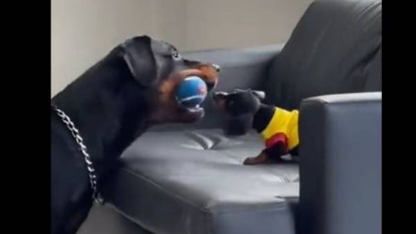  బాల్ పట్టేందుకు కష్టాలు