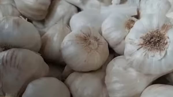 అనేక అనారోగ్య సమస్యలకు వెల్లుల్లితో చెక్