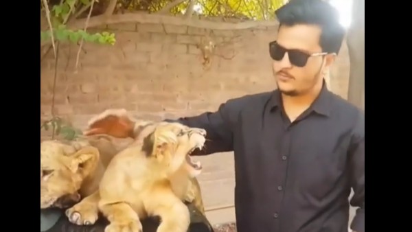 కారుపై సింహం పిల్లలు