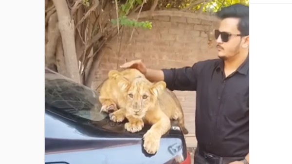 కొండ చిలువలు కూడా పెట్సే..