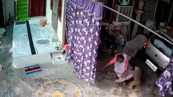 An old woman was attacked by monkeys in Sultanabad, Pedpadalli district An old woman was attacked by monkeys in Sultanabad, Pedpadalli district