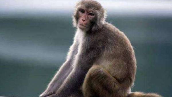  కోతులకు గ్రామంలో సముచిత స్థానం ఉందన్న గ్రామ సర్పంచ్