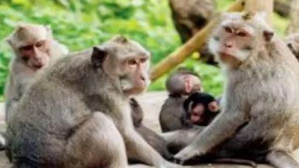 కోతుల పేరు మీద ఉన్న భూములను కబ్జా చెయ్యకుండా కాపాడటం విశేషం