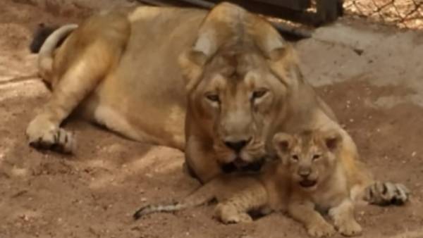 జూ యానివర్సరీ..