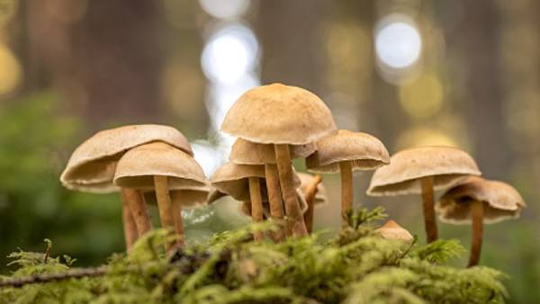  ఒకే గ్రామంలో నివాసం