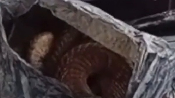 మందుబాబుకు పాము కాటు