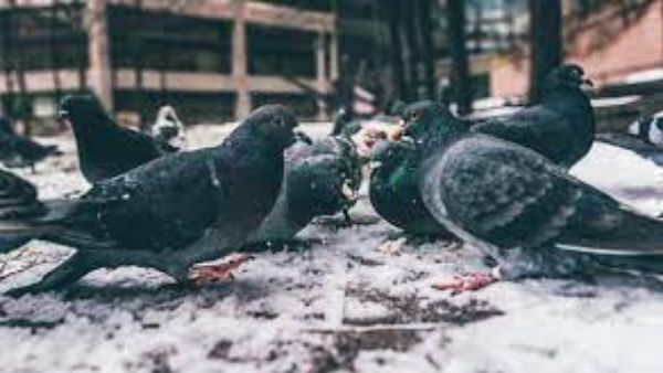  పావురాల గురించి వాస్తు శాస్త్రం చెప్పిందిదే