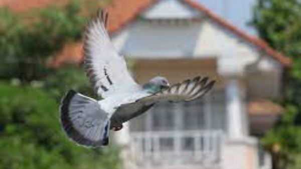  పావురాలు గూడు కడితే ఆ ఇంట్లో దురదృష్టమే