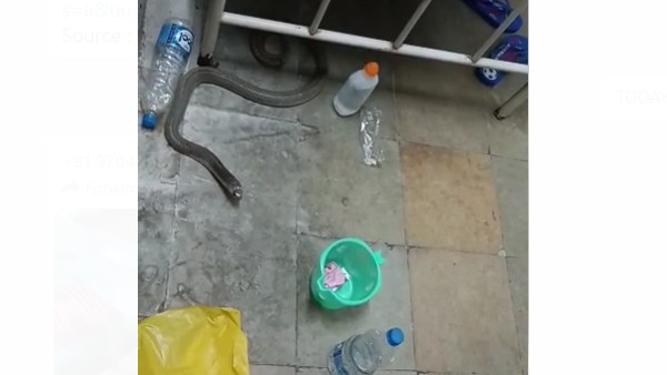 గతంలో ఎలుకలు.. ఇప్పుడు పాములు .. ఏందబ్బా గతంలో ఎలుకలు.. ఇప్పుడు పాములు .. ఏందబ్బా