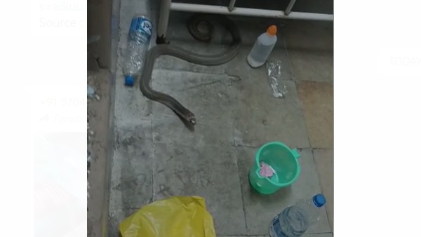 పాముల కలకలంతో రోగుల ఆందోళన పాముల కలకలంతో రోగుల ఆందోళన