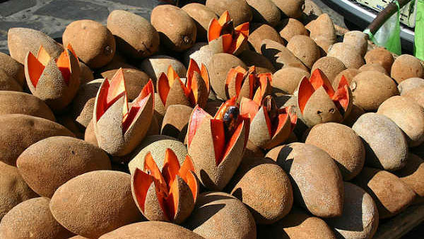 సపోటా ఆకులు