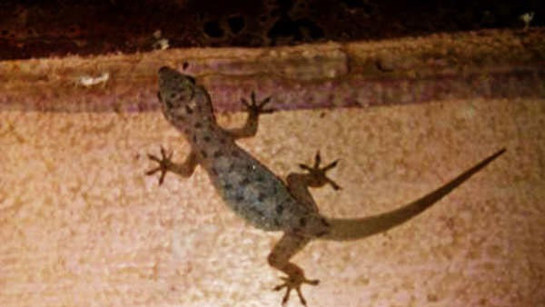 స్కూల్ వద్ద తల్లిదండ్రుల ఆందోళన , జనగామ ఏరియా ఆస్పత్రిలో విద్యార్థినులు 