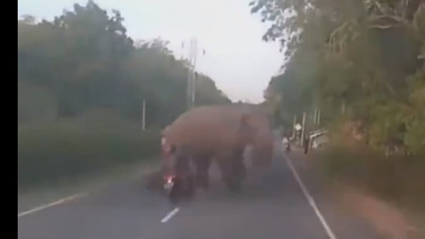 గజరాజులకే ముప్పు గజరాజులకే ముప్పు