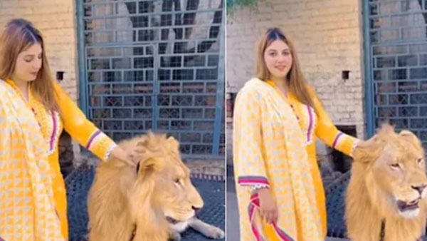 బోనులో సింహాం ఉన్న..