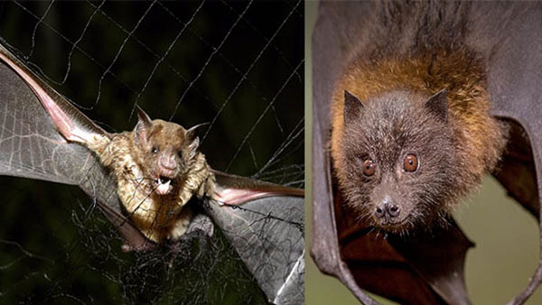 గబ్బిలం ఇళ్ళలోకి వస్తే ఏం జరుగుతుంది?