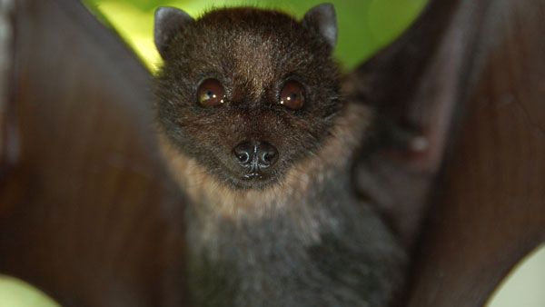 ఇంటికి గబ్బిలాల రాక వైవాహిక జీవితంలో ఇబ్బందులను సూచిస్తుంది