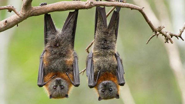 గబ్బిలాన్ని పొరబాటున కూడా చంపకండి.. ప్రతికూల ఫలితాలు వస్తాయి