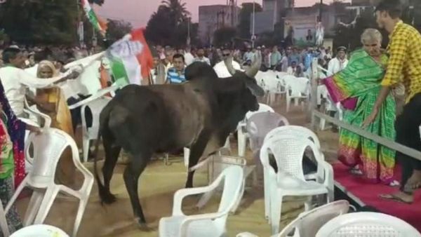 Gujarat Election 2022: A bull entered in Congress public meeting in Mehsana Gujarat Election 2022: A bull entered in Congress public meeting in Mehsana
