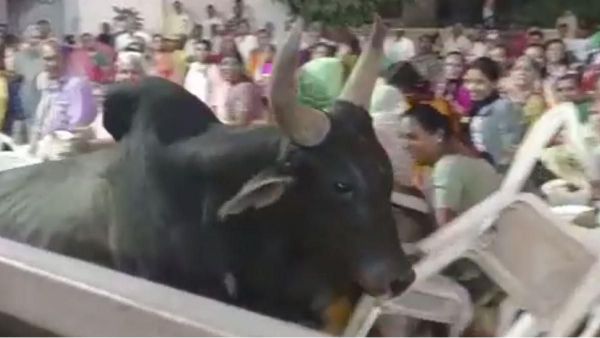 Gujarat Election 2022: A bull entered in Congress public meeting in Mehsana Gujarat Election 2022: A bull entered in Congress public meeting in Mehsana