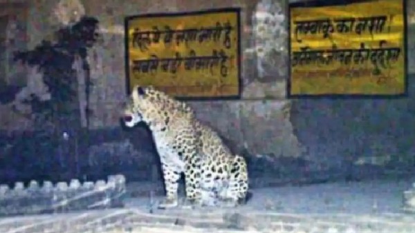 Rajasthan: Leopard Makes School Its Home in s Kota, Students Forced To Study In Community Centres Rajasthan: Leopard Makes School Its Home in s Kota, Students Forced To Study In Community Centres