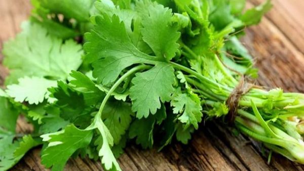 కొత్తిమీరతో ఈ అనారోగ్య సమస్యలకు చెక్