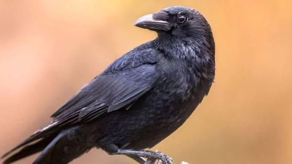 ఆ దిశలో కాకి ఉంటె ధన లాభం